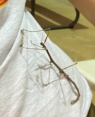 Megaphasma denticrus