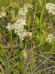 Pimelea humilis