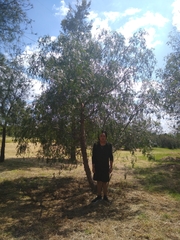 Vachellia pennatula