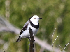 Epthianura albifrons