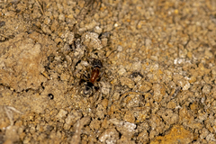 Liometopum occidentale