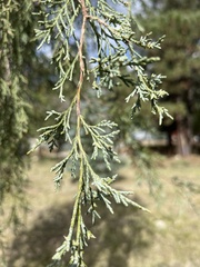 Juniperus scopulorum
