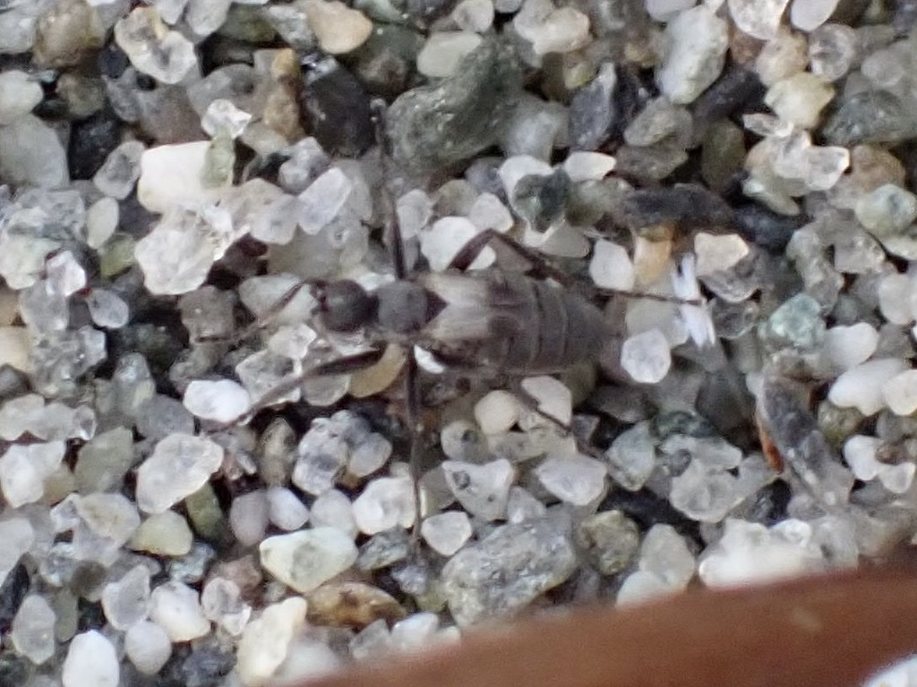 Chersodromia parallela