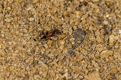 Liometopum occidentale