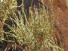 Ephedraceae