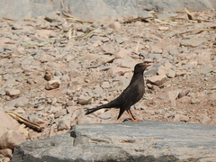 Turdus chiguanco