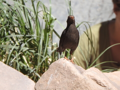 Turdus chiguanco