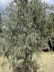 Juniperus scopulorum