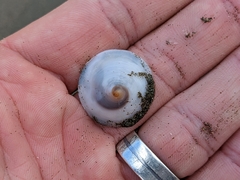 Calyptraea mamillaris
