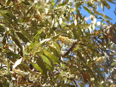 Buddleja tucumanensis