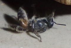 Apis florea
