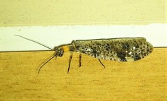 Archichauliodes guttiferus