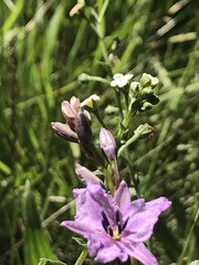 Arthropodium