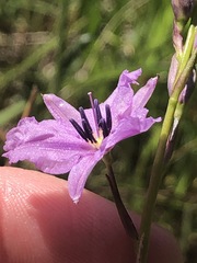 Arthropodium