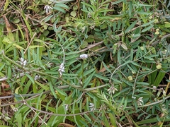 Vicia hirsuta