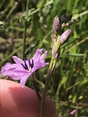 Arthropodium