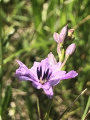 Arthropodium