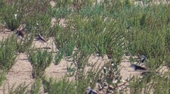 Epthianura albifrons