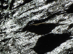 Cinclodes
