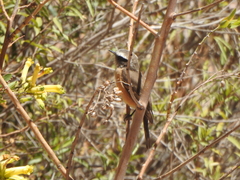 Ochthoeca oenanthoides