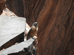 Ochthoeca oenanthoides