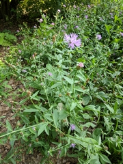 Centaurea