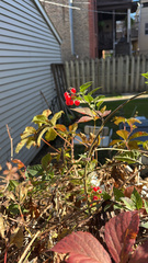 Solanum dulcamara