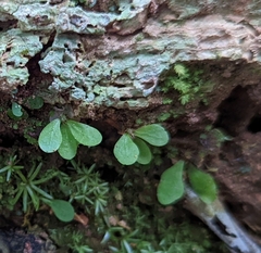 Pyrrosia
