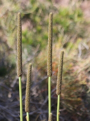 Xanthorrhoea minor lutea