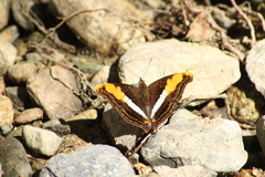 Doxocopa laure laure