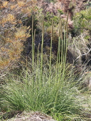 Xanthorrhoea minor lutea