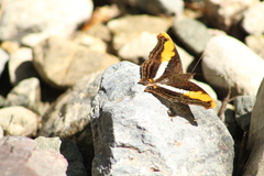 Doxocopa laure laure