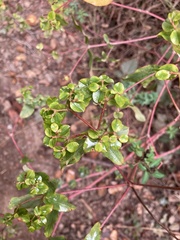 Euphorbia