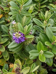 Veronica speciosa