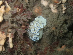 Doriprismatica atromarginata