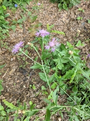 Centaurea