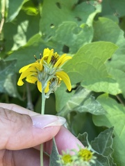 Bahiopsis triangularis