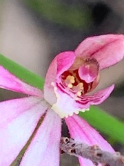 Caladenia