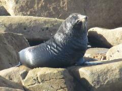 Arctocephalus forsteri