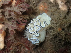 Doriprismatica atromarginata