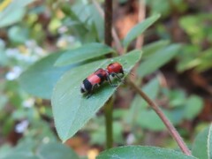 Enoclerus ichneumoneus