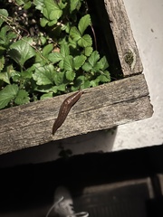 Ambigolimax valentianus
