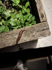 Ambigolimax valentianus