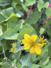 Bahiopsis triangularis