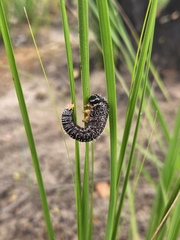 Perga affinis