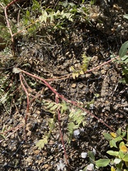 Galegeae