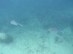 Caranx papuensis