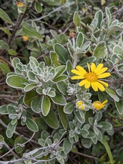Brachyglottis greyi
