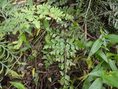 Asplenium dimorphum