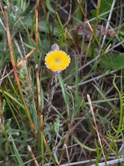 Leptorhynchos squamatus